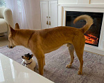 Собаки в Звенигороде: Рыжий пес Лис ищет дом  Мальчик, 1 руб. - фото 4