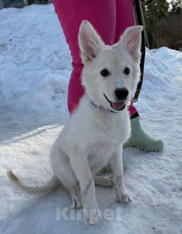 Собаки в Красногорске: Малышка Николь 3,5 месяца в добрые руки Девочка, Бесплатно - фото 6