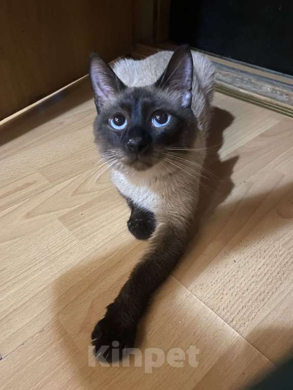 Кошки в Люберцах: Тайский котенок мальчик  Мальчик, 12 000 руб. - фото 7