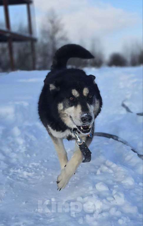 Собаки в Королеве: Малибу! Если вы в поисках не просто питомца, а настоящего друга, с которым хоть на край света Девочка, Бесплатно - фото 7