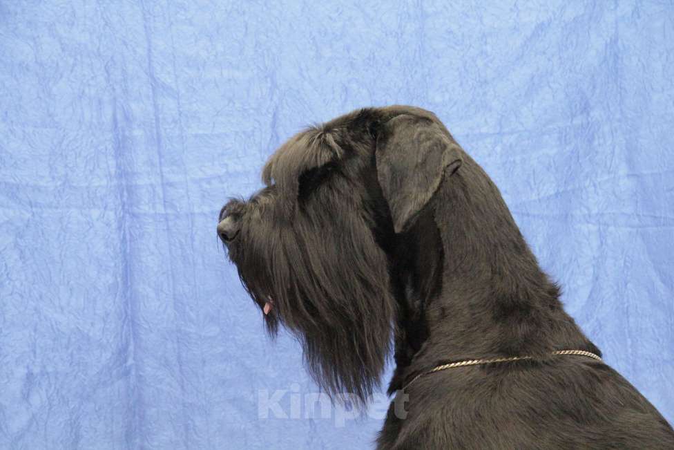 Собаки в Бердске: Щенки ризеншнауцера -Девочки Девочка, Бесплатно - фото 7