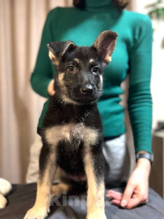 Собаки в других городах Московской области: Девочки ВЕО Девочка, 60 000 руб. - фото 2