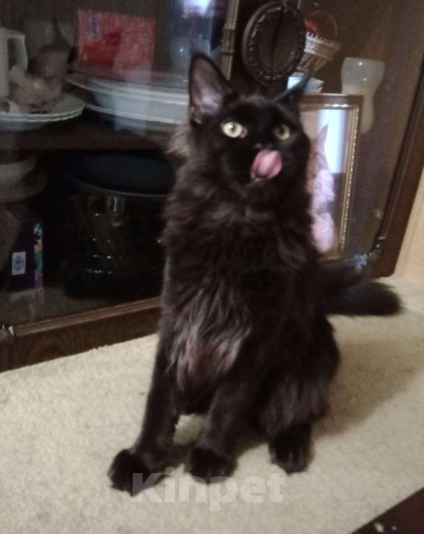 Кошки в Москве: Предлагаю к рассмотрению: ХЕЛИУС  Мальчик, 50 000 руб. - фото 2