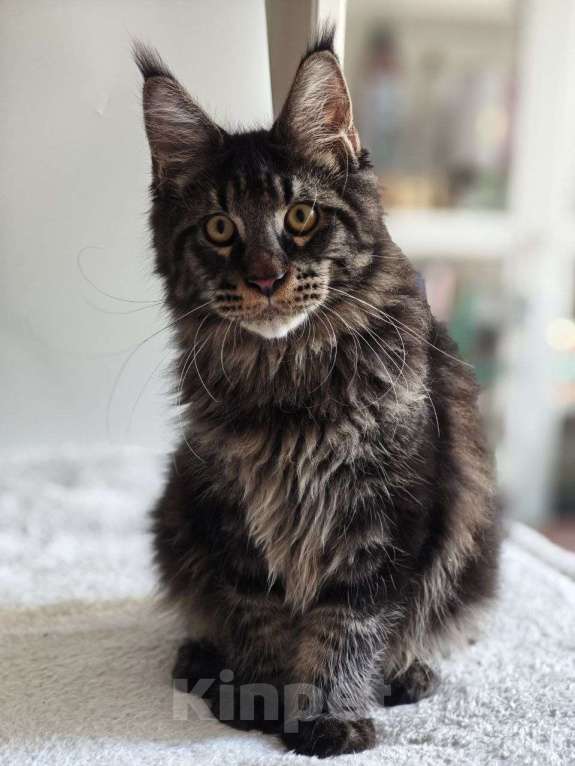 Кошки в Чайковском: Мальчик Мейн кун.  MCO окрас-n23  Мальчик, 45 000 руб. - фото 7