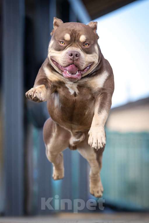 Собаки в Всеволожске: Кобель Американский булли шоколадный триколор Мальчик, 50 000 руб. - фото 6