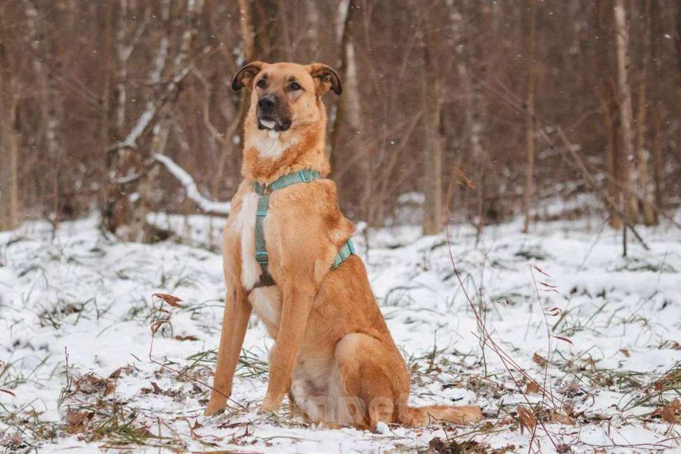 Собаки в Москве: Тилль ищет дом Мальчик, Бесплатно - фото 4