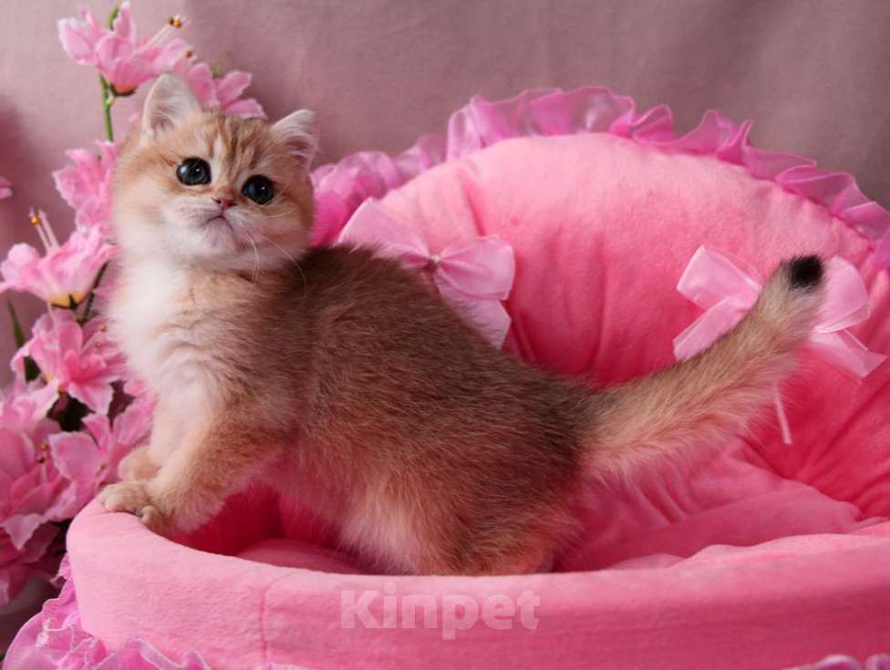 Кошки в других городах Московской области: Шикарная золотая шиншилла Девочка, 50 000 руб. - фото 5