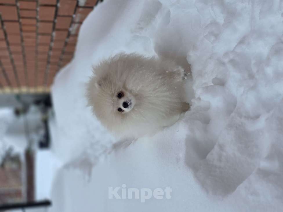Собаки в Перми: Мини шпиц  Мальчик, 55 000 руб. - фото 2