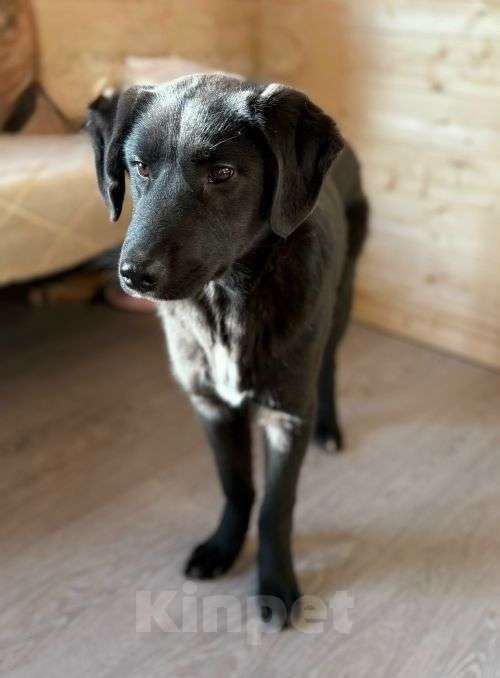 Собаки в Москве: Ричард и Сеня, добрые, умные, контактные щенки-подростки ищут дом Мальчик, Бесплатно - фото 3