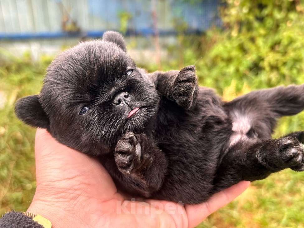 Собаки в Москве: Черный гриффон Мальчик, Бесплатно - фото 3