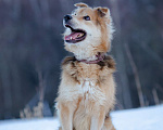 Собаки в Москве: Дружелюбный пёс в добрые руки Мальчик, Бесплатно - фото 8
