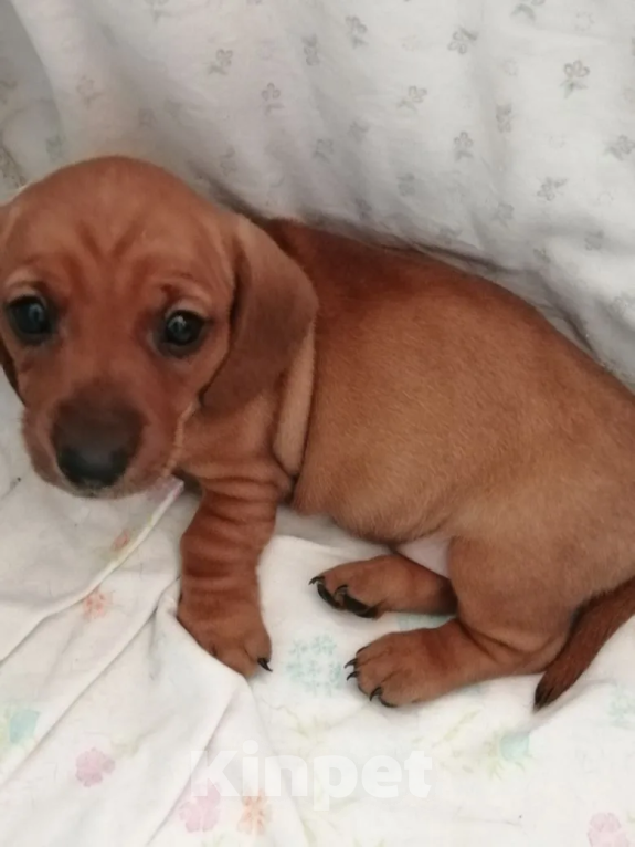 Собаки в Хабаровске: щенок таксы Девочка, 15 000 руб. - фото 1