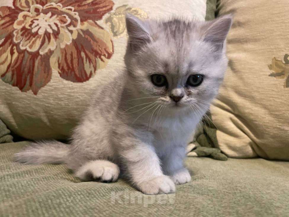 Кошки в Санкт-Петербурге: Британский кот(серебристая шиншилла) Мальчик, 15 000 руб. - фото 1