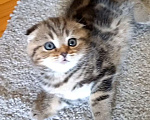 Кошки в Москве: Шотландский котёнок Мальчик, 15 000 руб. - фото 2