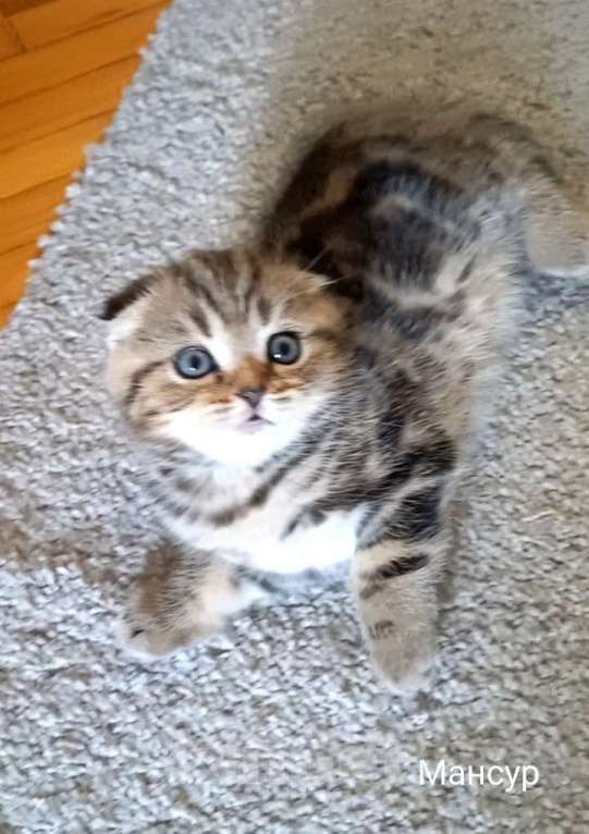 Кошки в Москве: Шотландский котёнок Мальчик, 15 000 руб. - фото 2