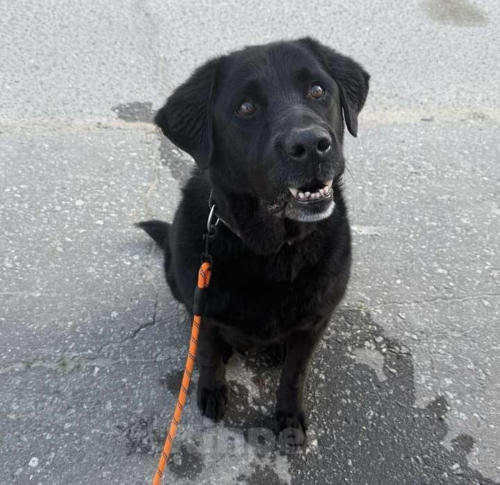 Собаки в Лобне: Лабрадор Рей ищет дом Мальчик, Бесплатно - фото 2