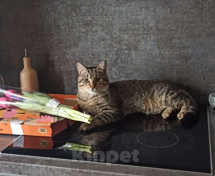 Кошки в Москве: Отдадим в добрые руки Мальчик, Бесплатно - фото 2