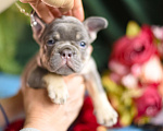 Собаки в Москве: щенки французкиого бульдога Мальчик, 50 000 руб. - фото 7