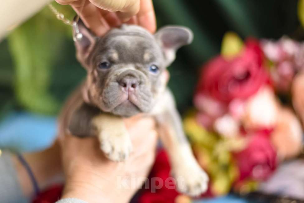Собаки в Москве: щенки французкиого бульдога Мальчик, 50 000 руб. - фото 7