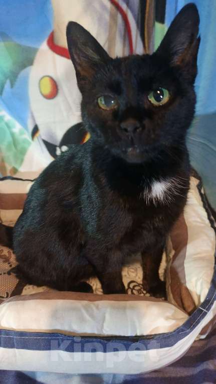 Кошки в Санкт-Петербурге: Муся Девочка, Бесплатно - фото 1