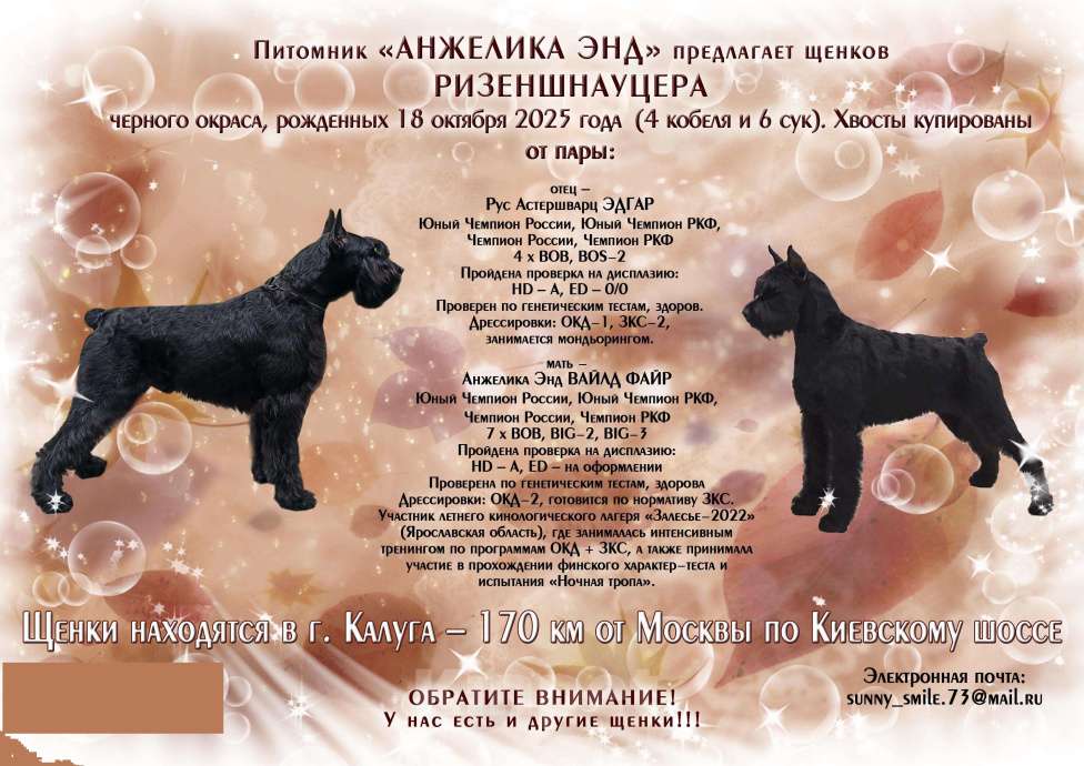 Собаки в Калуге: ризеншнауцер Девочка, 120 000 руб. - фото 1