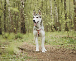 Собаки в Москве: Хиери ищет дом Девочка, Бесплатно - фото 9