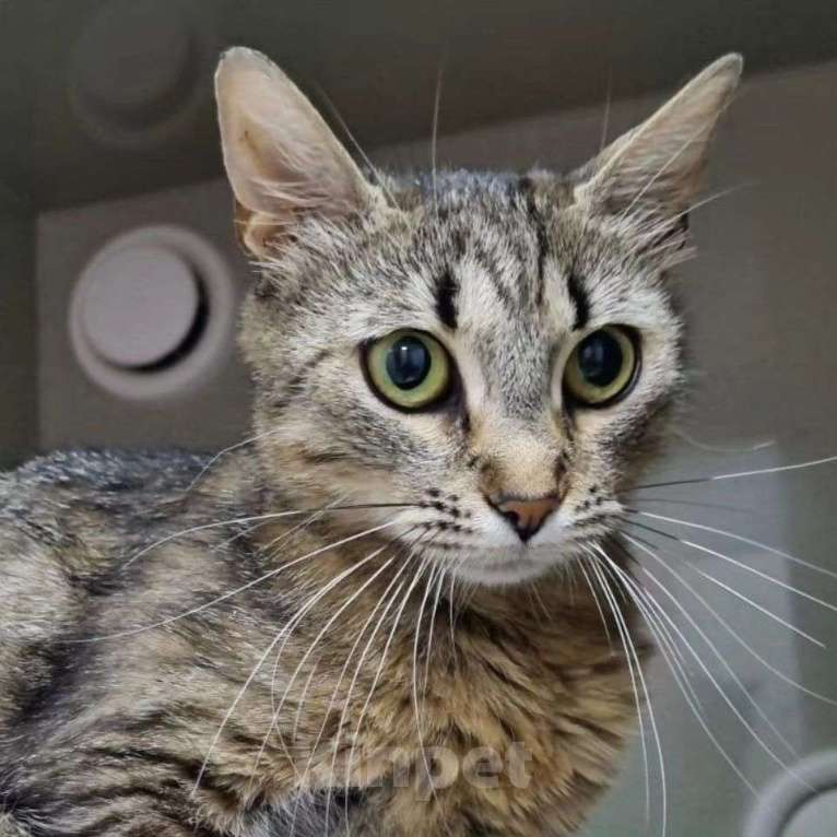 Кошки в Москве: Кошечка Поля грустит в боксе клиники — ее некуда забирать Девочка, Бесплатно - фото 3