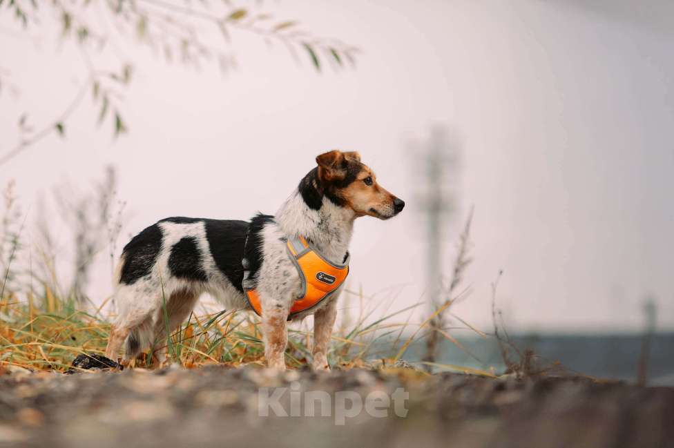 Собаки в Москве: Шарлотта Девочка, Бесплатно - фото 2