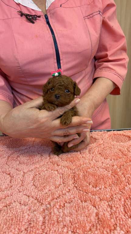 Собаки в Москве: Тедди  тикап пудель  Мальчики и девочки Мальчик, Бесплатно - фото 1
