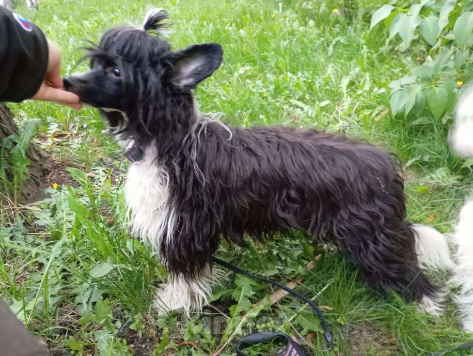 Собаки в Йошкаре-Оле: Щенок китайской хохлатой собаки Девочка, 45 000 руб. - фото 4