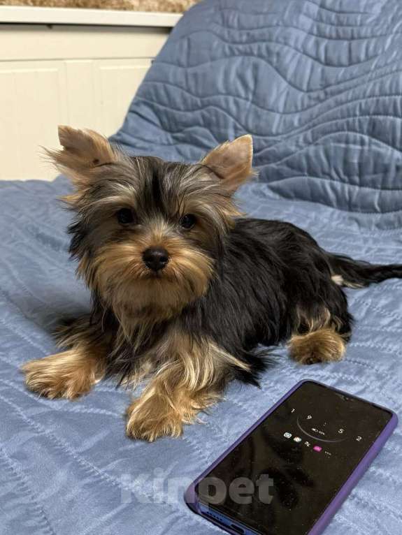 Собаки в Жуковском: Миниатюрный мальчик Мальчик, 25 000 руб. - фото 2