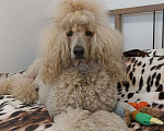 Собаки в Москве: Идеальный щенок королевского большого пуделя Мальчик, Бесплатно - фото 2