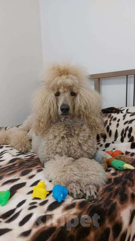 Собаки в Москве: Идеальный щенок королевского большого пуделя Мальчик, Бесплатно - фото 2