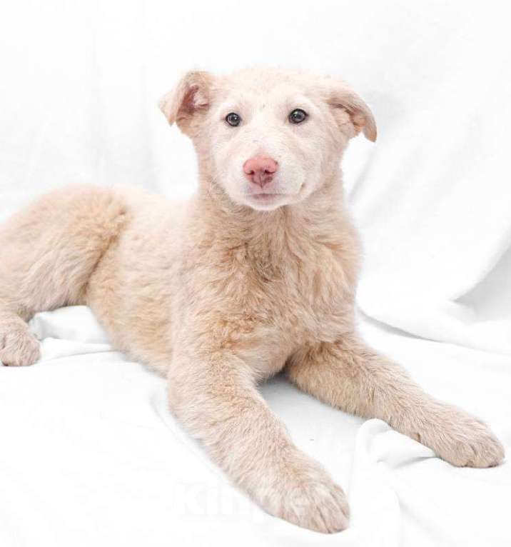 Собаки в Москве: Щенка Белочку очень обижают на передержке Девочка, Бесплатно - фото 3