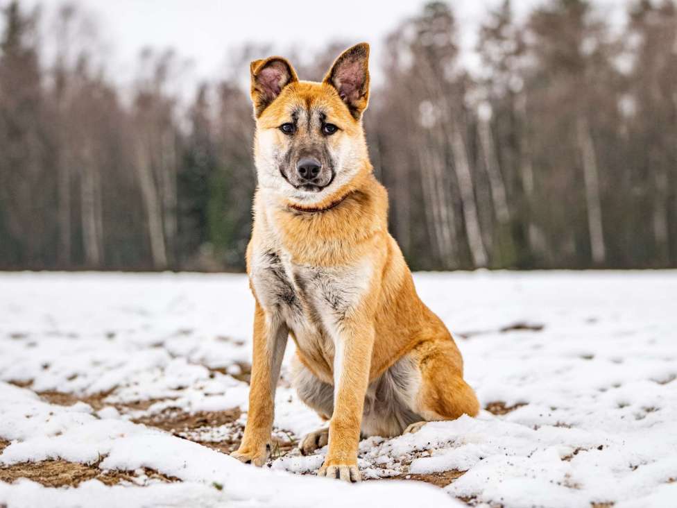 Собаки в Клине: Хорт — серьёзный парень Мальчик, Бесплатно - фото 1