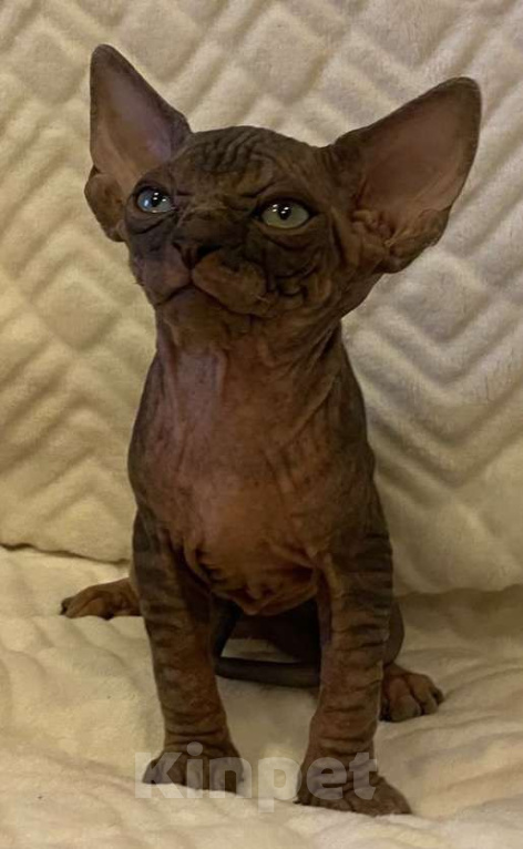 Кошки в Москве: Топовый котёнок канадского сфинкса  Мальчик, 50 000 руб. - фото 1