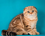 Кошки в Щербинке: золотая мраморная кошечка Девочка, 25 000 руб. - фото 1
