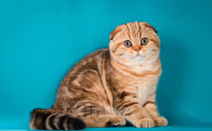 Кошки в Щербинке: золотая мраморная кошечка Девочка, 25 000 руб. - фото 1
