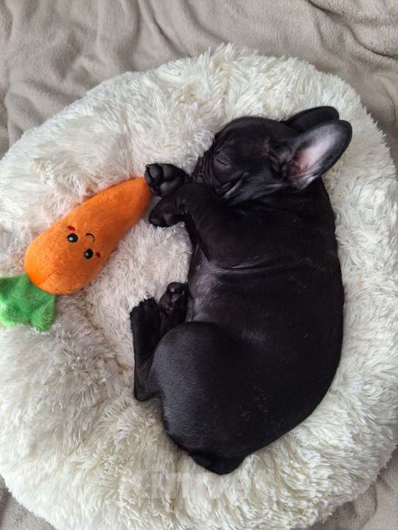 Собаки в Новосибирске: французские тигрята Разнополые, 40 000 руб. - фото 1