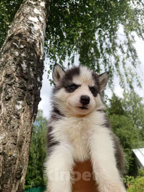 Собаки в Перми: Щенки хаски Девочка, Бесплатно - фото 2