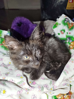 Ищу свой дом и семью