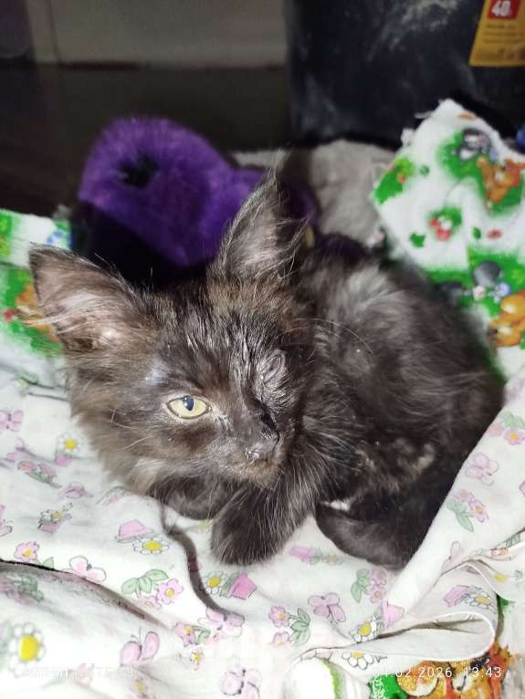 Кошки в Москве: Ищу свой дом и семью Мальчик, Бесплатно - фото 1