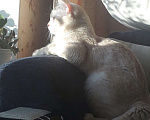 Кошки в Чите: Кот шотландский, 1 руб. - фото 3