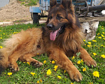 Собаки в Чехове: Вязка немецких овчарок, Бесплатно - фото 1