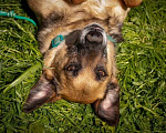 Собаки в Москве: Добрый и мудрый компаньон Браун в дар Мальчик, Бесплатно - фото 2