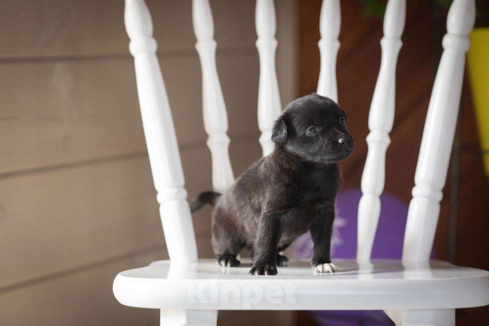 Собаки в Москве: Мишутка ждет маму Мальчик, Бесплатно - фото 9