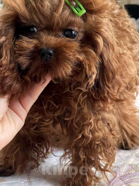 Собаки в Ижевске: Тедди пудель тикап 16см  Мальчик, 20 000 руб. - фото 6