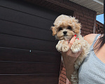 Собаки в Пушкино: Мини девочка мальтипу Девочка, 130 000 руб. - фото 3