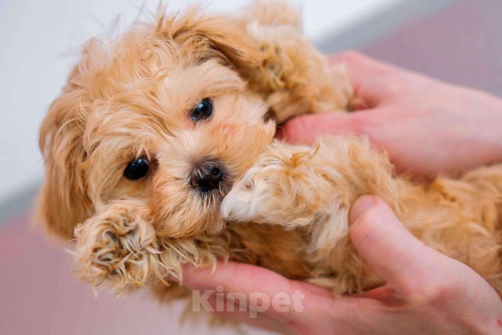 Собаки в Новосибирске: Мальти-пу f1 Девочка, 100 000 руб. - фото 3