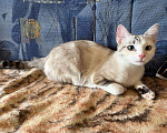 Кошки в Москве: Кошка Соня Девочка, Бесплатно - фото 6
